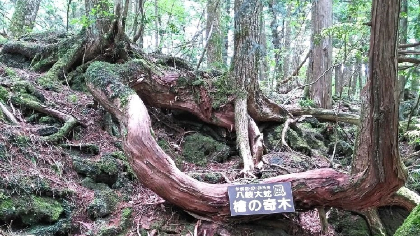 Malaysian hiker almost lost in forbidden part of Japans suicide forest Malaysian hiker almost lost in forbidden part of Japans suicide forest