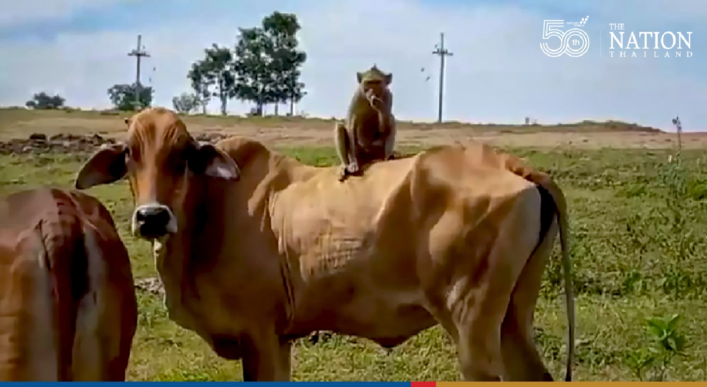 Wild monkey moonlights as cowherd in Lopburi