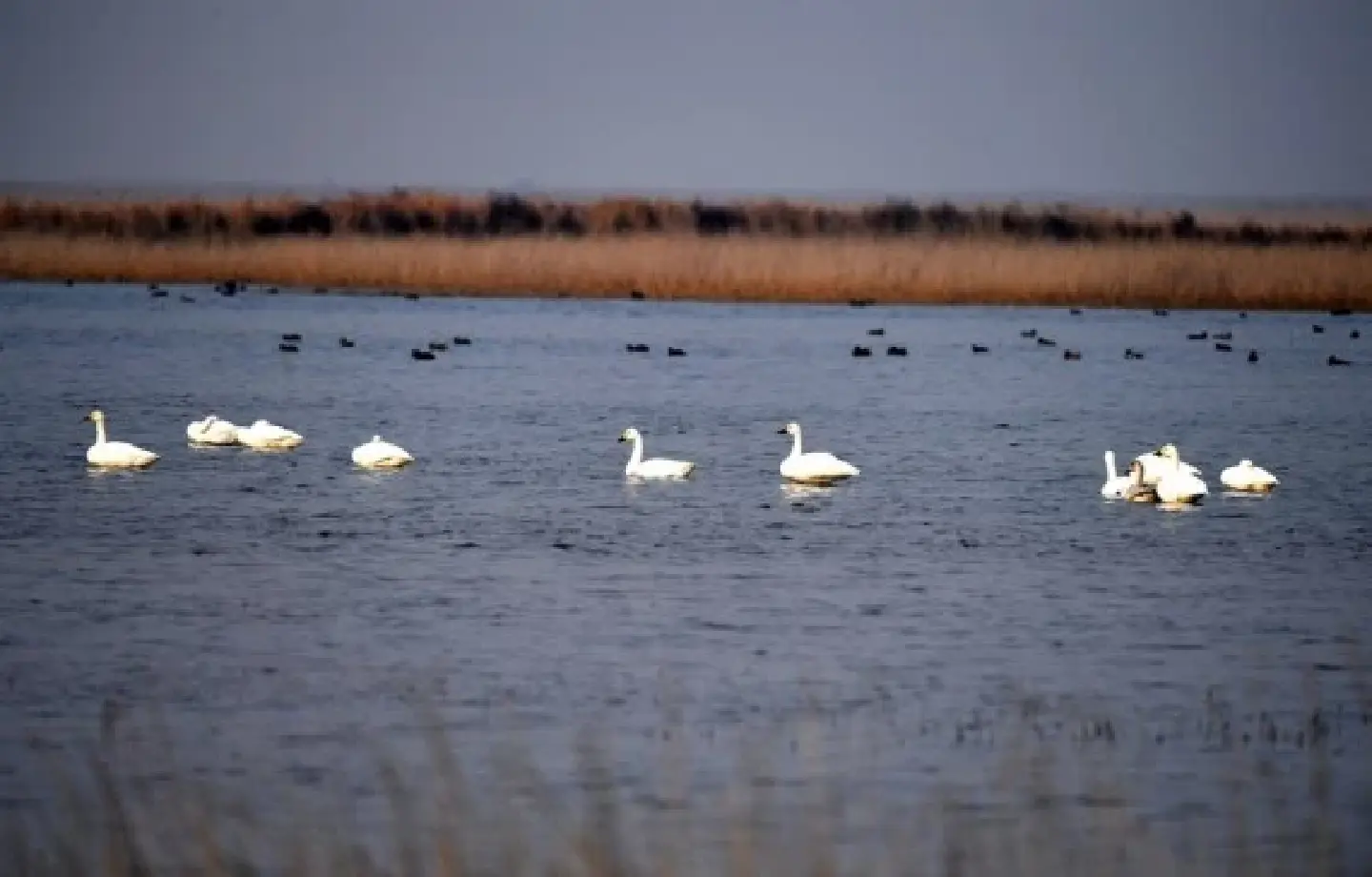 400,000 migratory birds arrive in Chinas Tianjin 400,000 migratory birds arrive in Chinas Tianjin