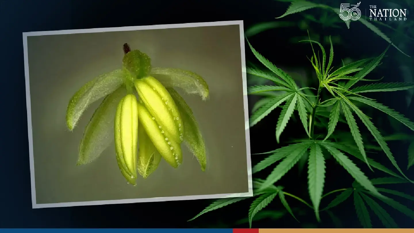 4 species of Thai cannabis may help fight cancer, latest studies show 4 species of Thai cannabis may help fight cancer, latest studies show