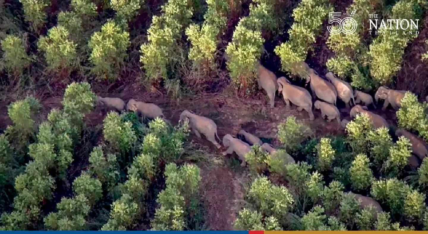 Wildlife rangers on lookout for stray elephants after one electrocuted to death in Prachinburi