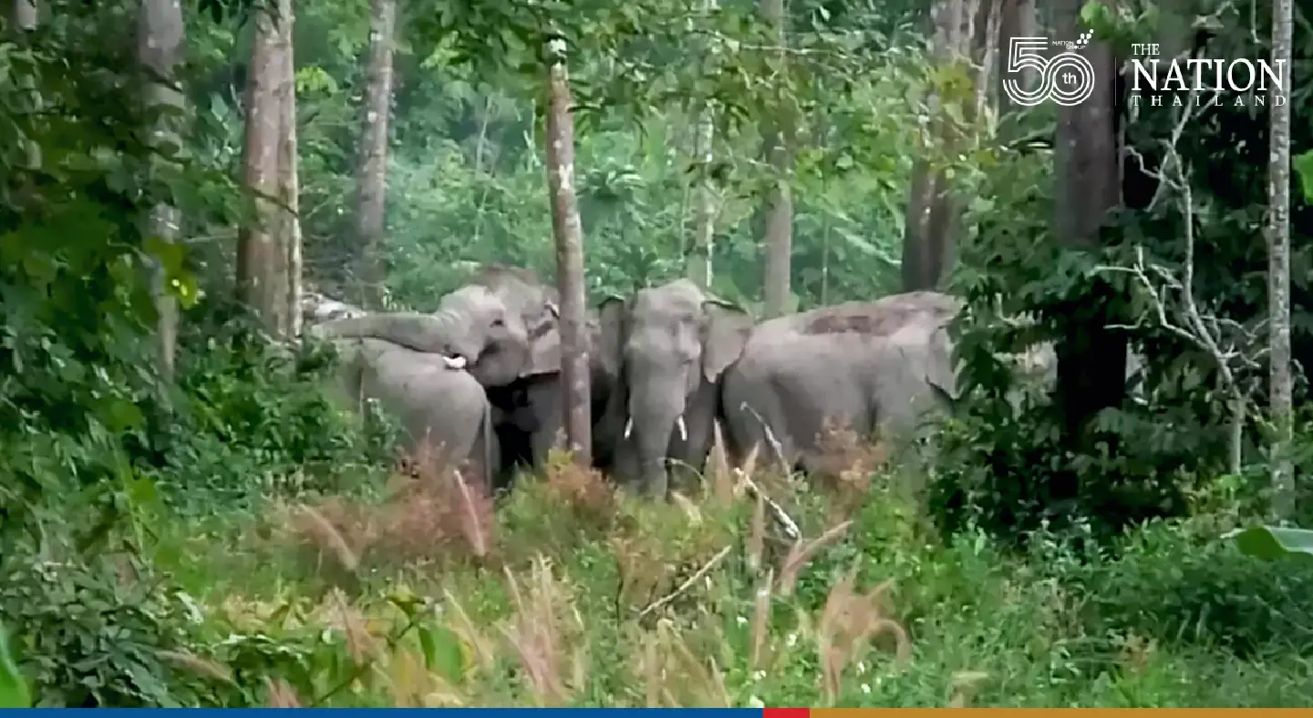 Chanthaburi locals warned to avoid two herds of frisky pachyderms amid mating season