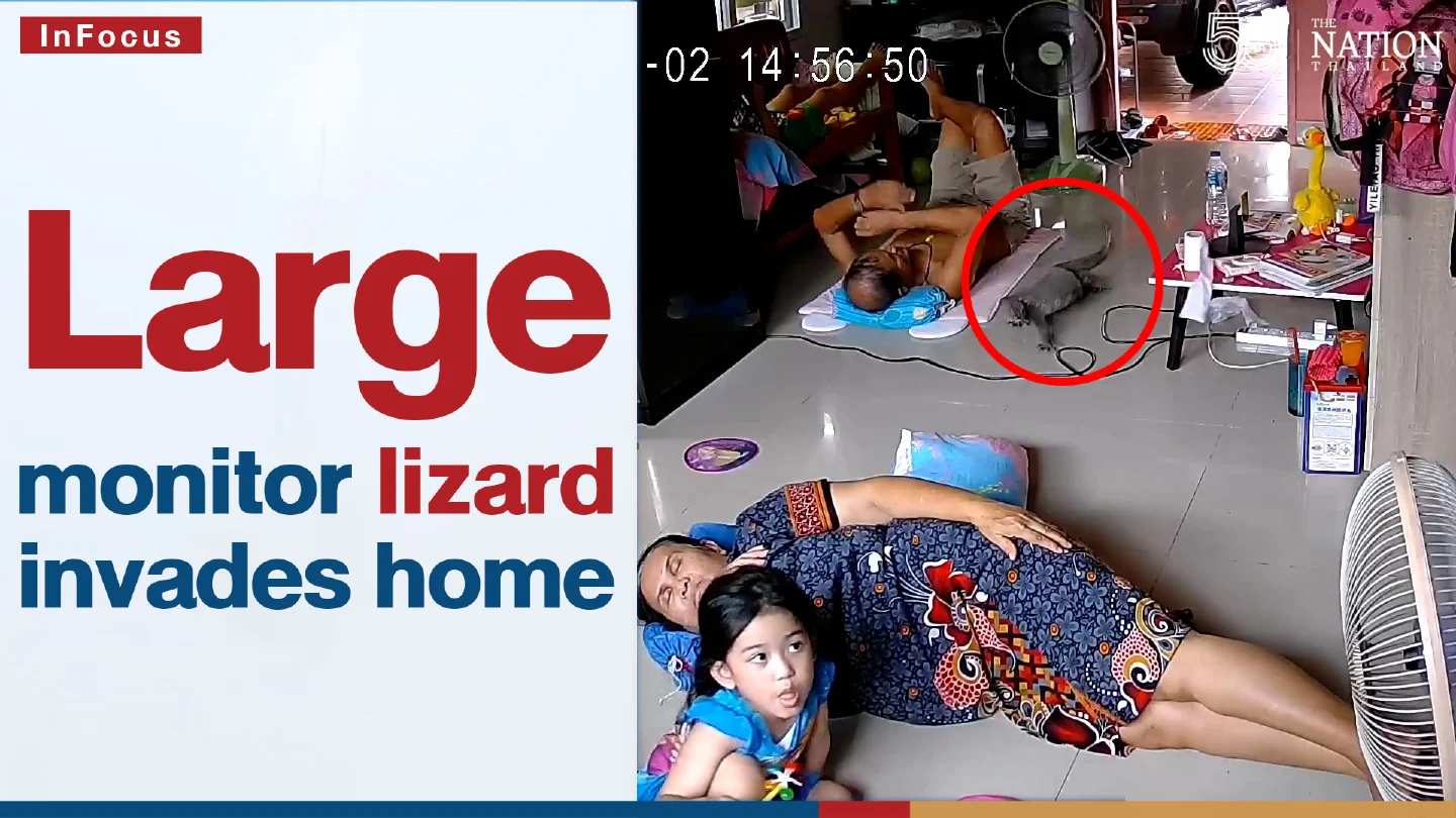 Large monitor lizard invades home.