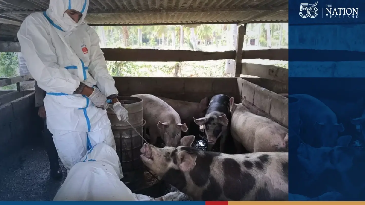 No pig-to-human coronavirus transmissions in Thailand, says livestock official