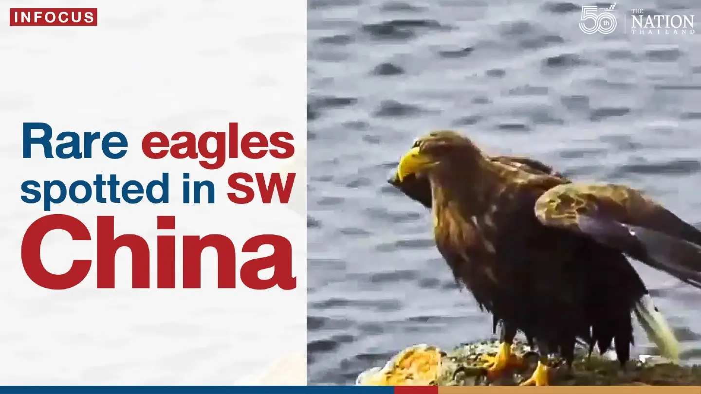 Rare eagles spotted in SW China