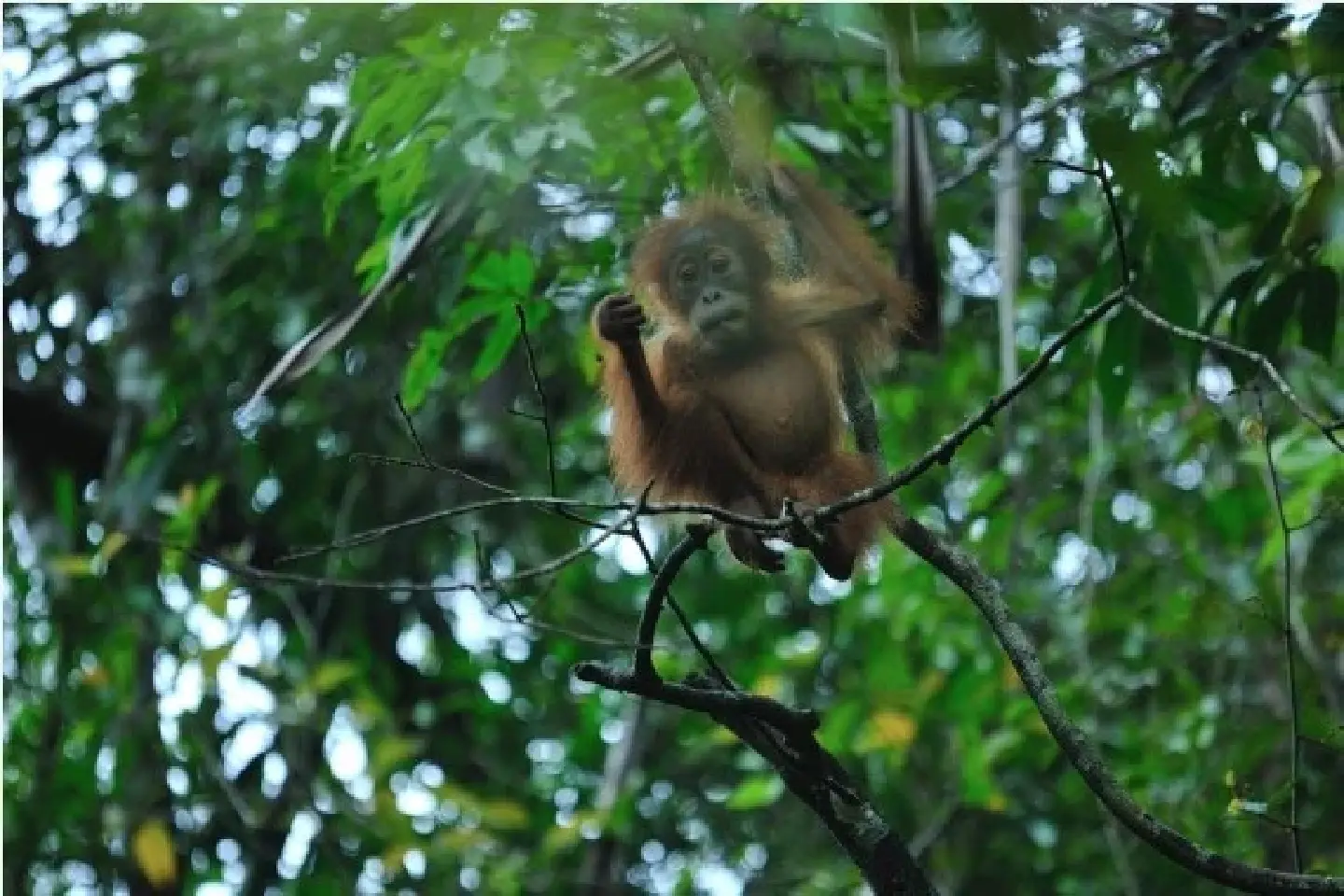 Uncle Sams story cycle -- changing narrative of Indonesias wildlife efforts Uncle Sams story cycle -- changing narrative of Indonesias wildlife efforts
