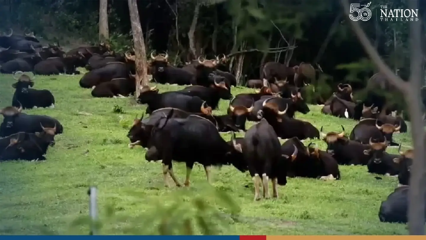 Cool temperatures, glorious views draw tourists to Wang Nam Kheow reforestation project