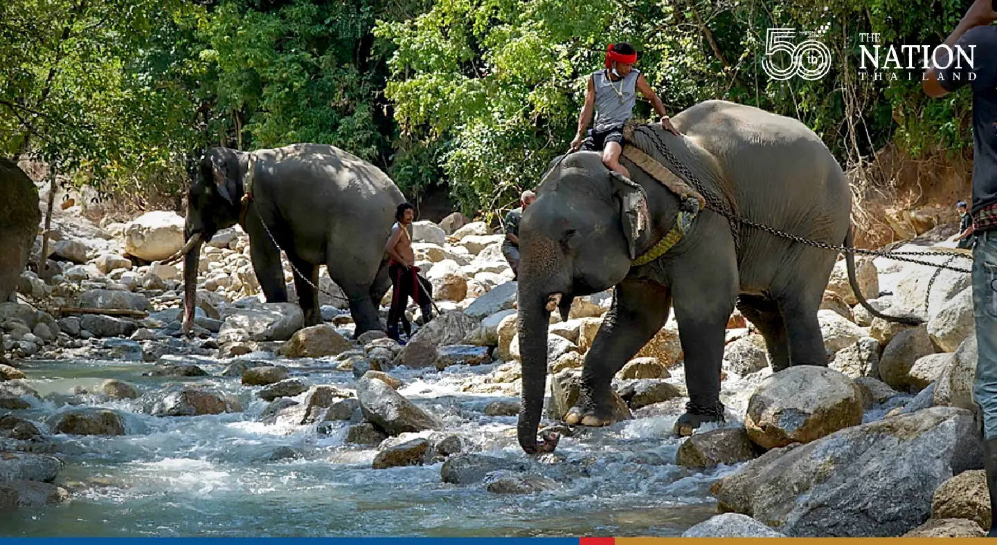 Elephants help Patthalung officials, locals unclog vital Pak Rang waterway after flood wreaks havoc Elephants help Patthalung officials, locals unclog vital Pak Rang waterway after flood wreaks havoc
