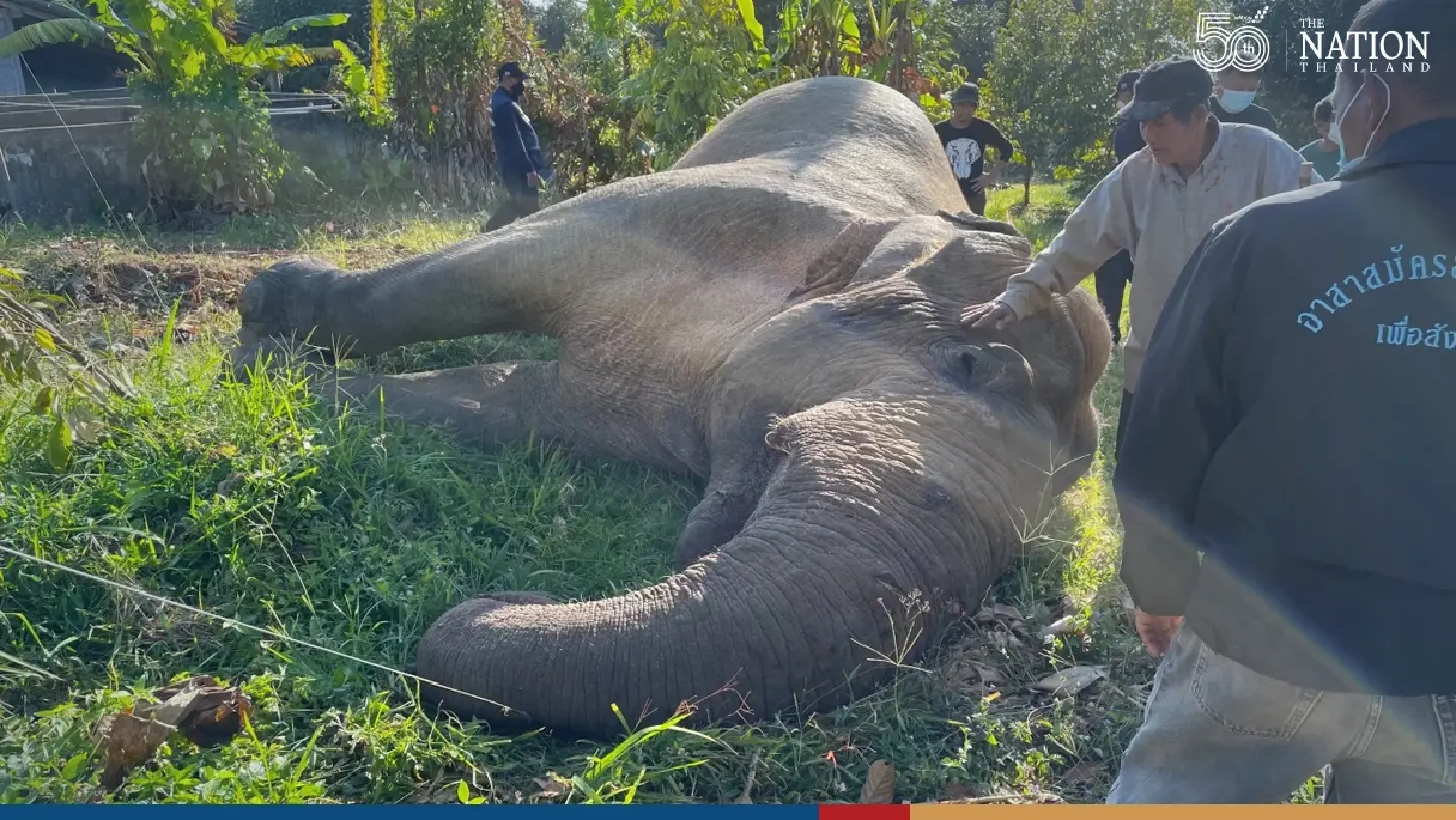 Seven-tonne Chanthaburi elephant dies from electric shock