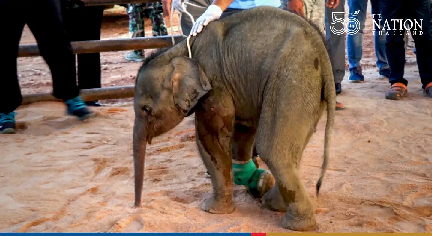 3-month-old female elephant in intensive care after being shot in thigh, caught in snare
