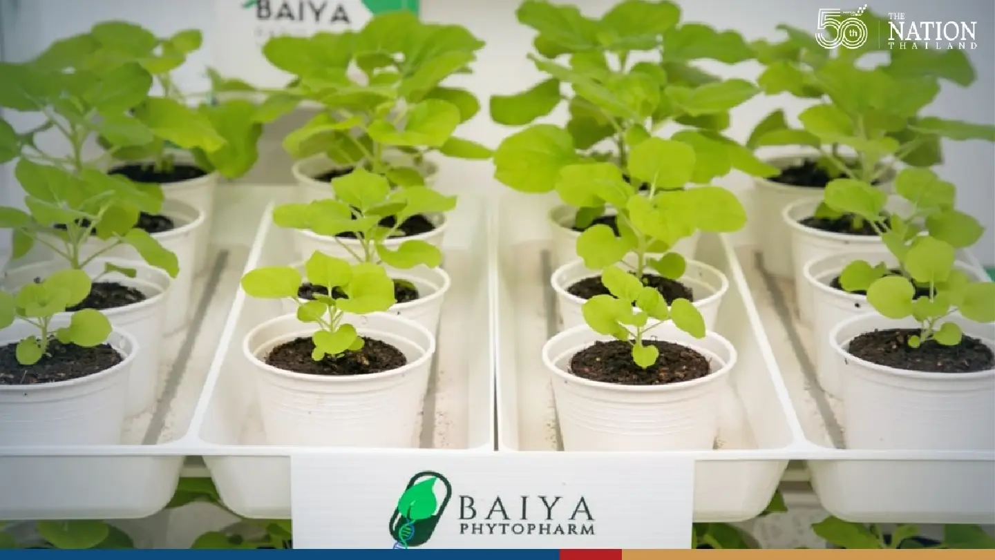 Thailand’s first plant-based Covid-19 vaccine to be adjusted to fight against Omicron