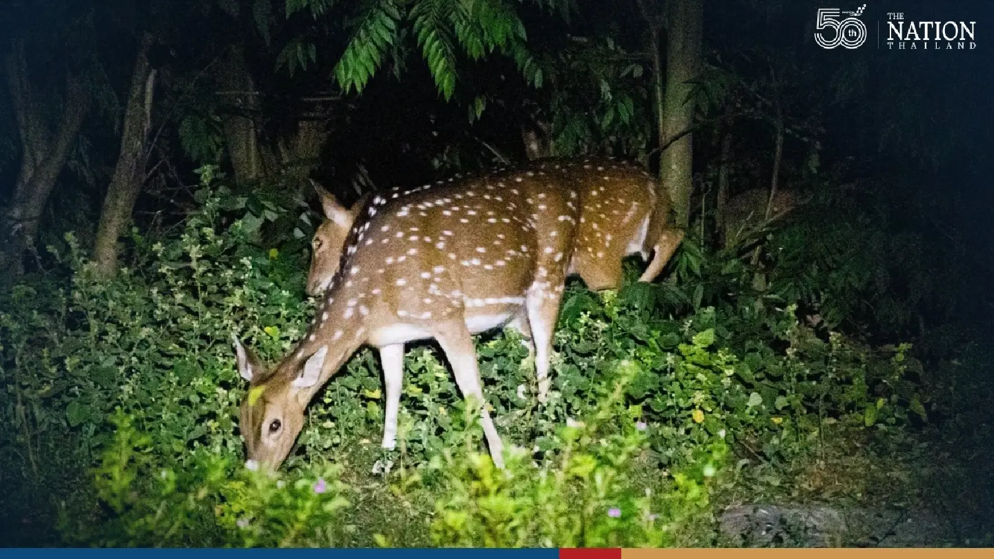 Khao Kheow Open Zoo invites you to sleep in a tent, watch nocturnal animals