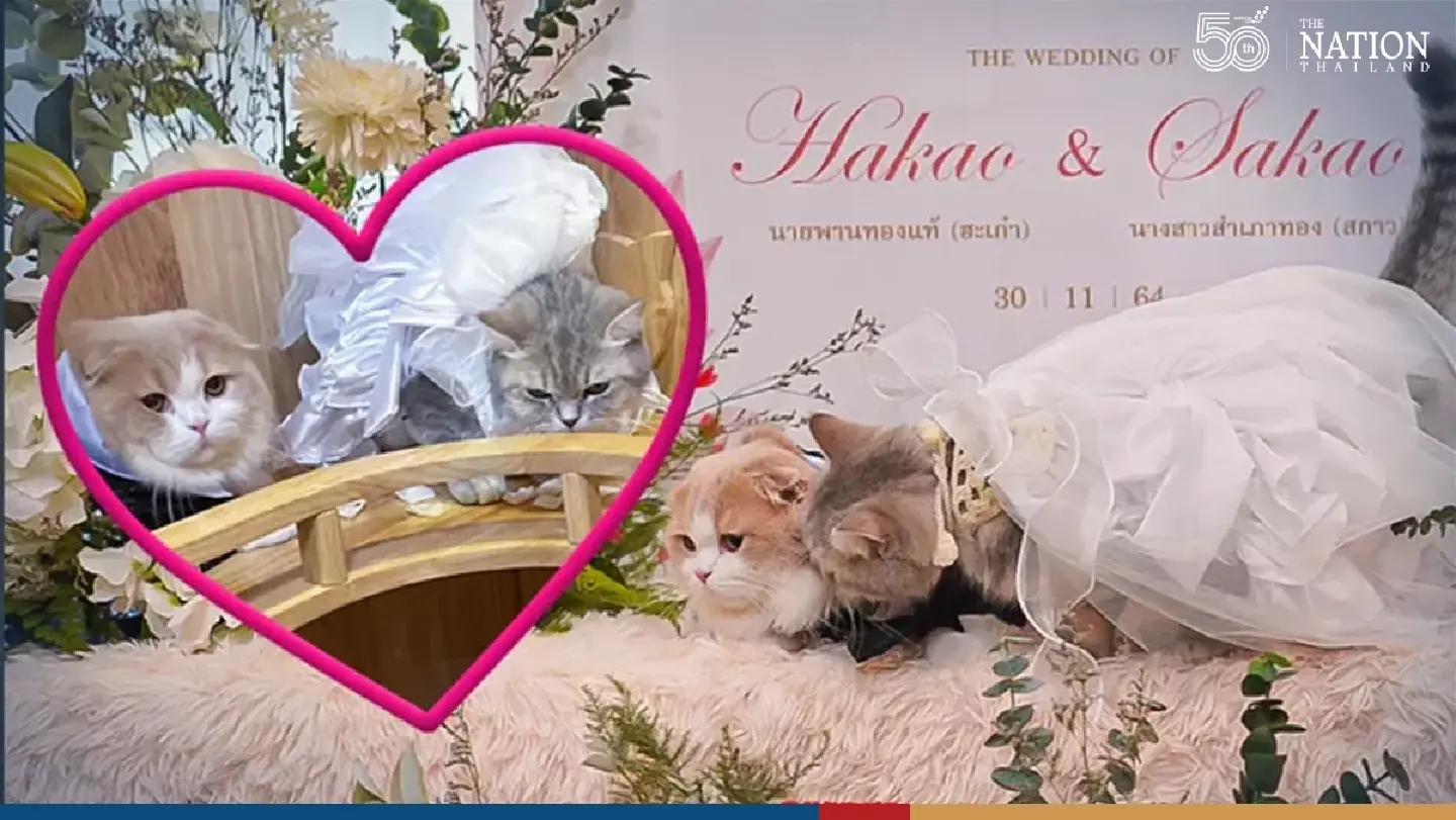 Adorable one-of-a-kind wedding: cats tie the knot Adorable one-of-a-kind wedding: cats tie the knot