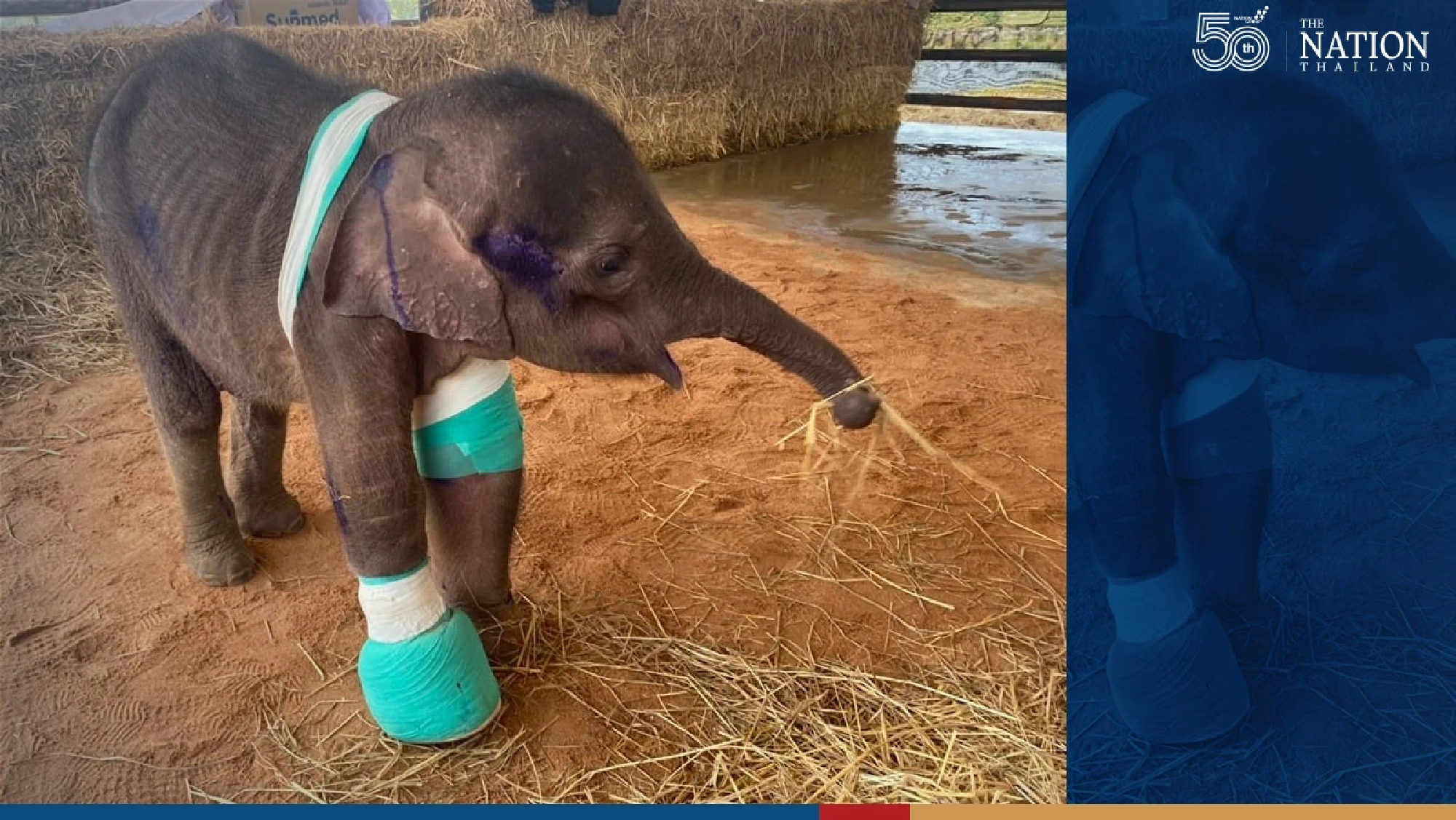 Injured Fah Sai, on road to full recovery, is now a bundle of energy