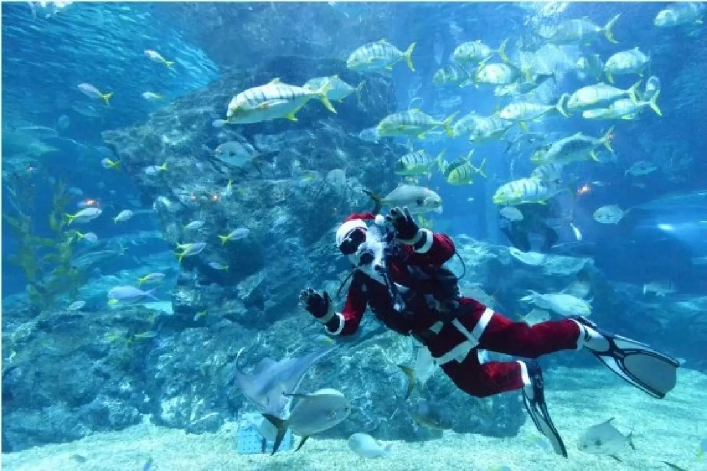 Asia Album: You better watch out -- Santa Claus is coming to aquarium