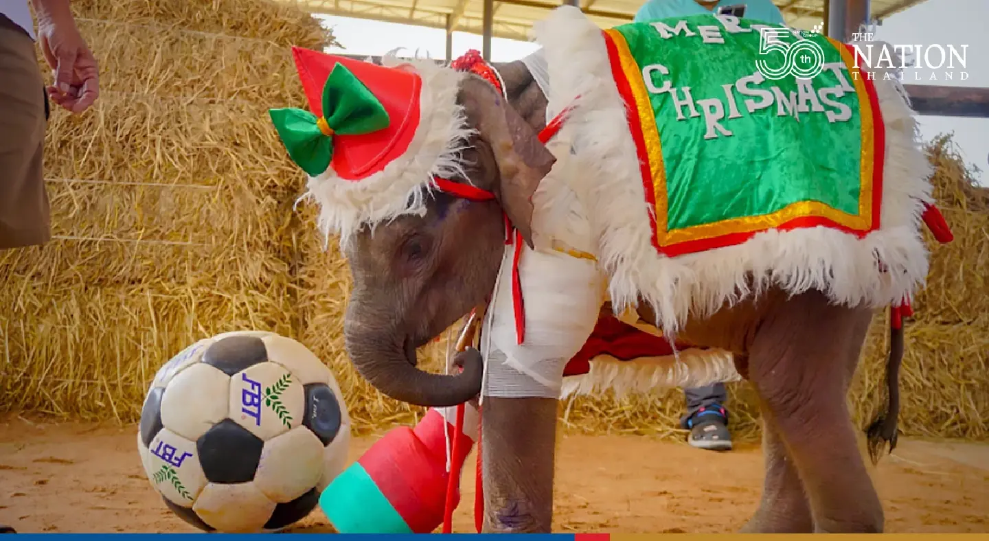 Baby elephant Fah Sai enjoys Christmas