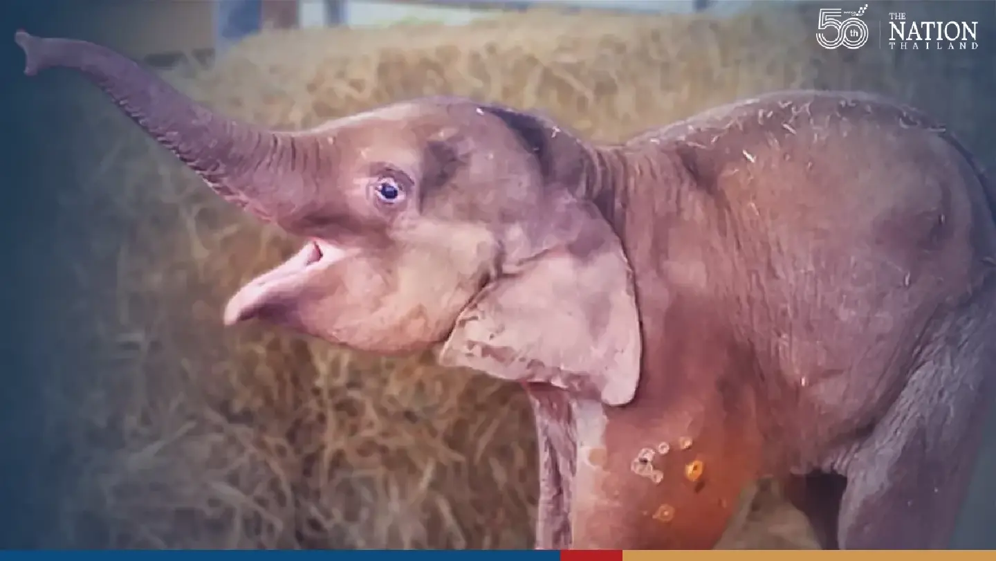 Vets remove 14 bullets from baby elephant Fah Sai’s front legs
