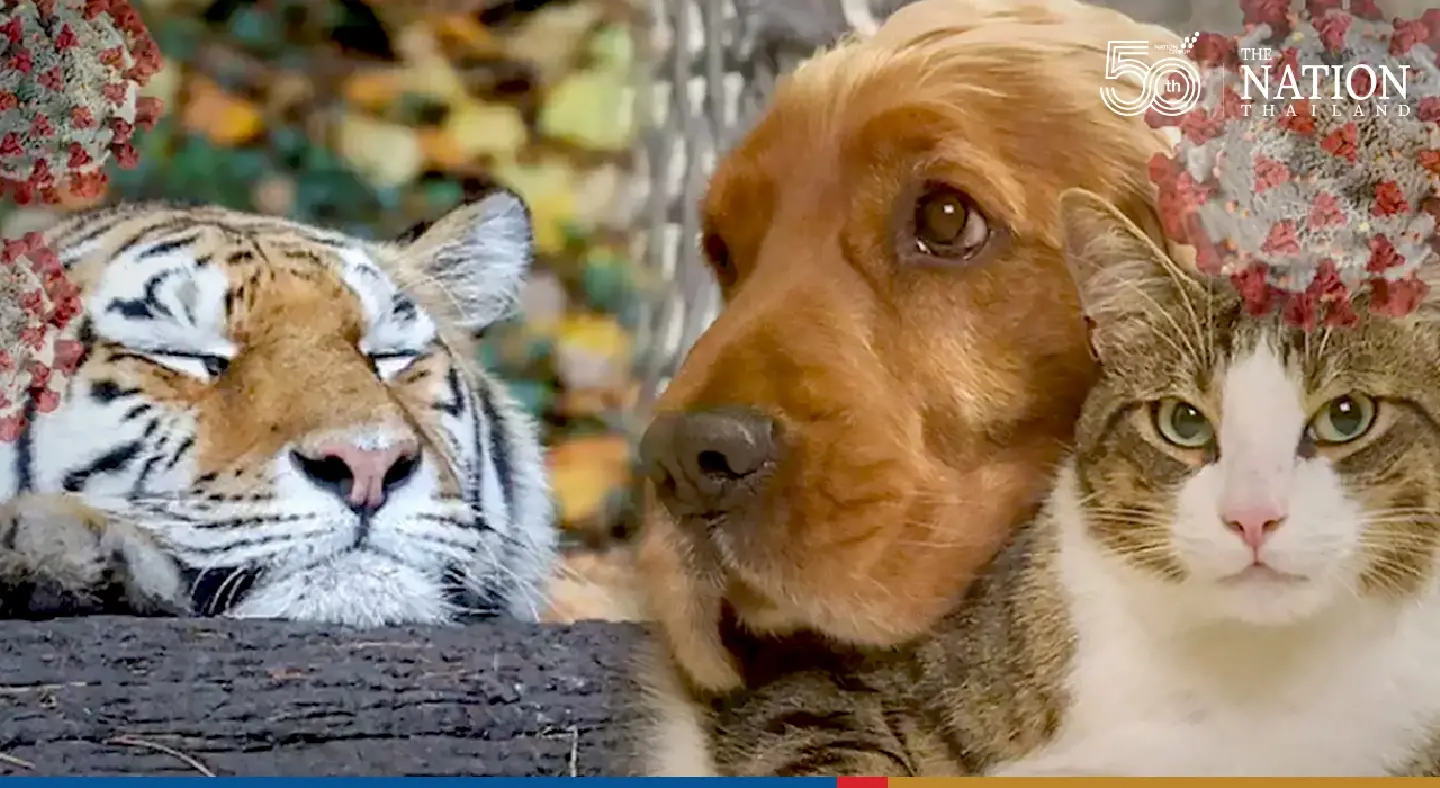 Covid-19 can hit animals, but they can’t spread it to humans