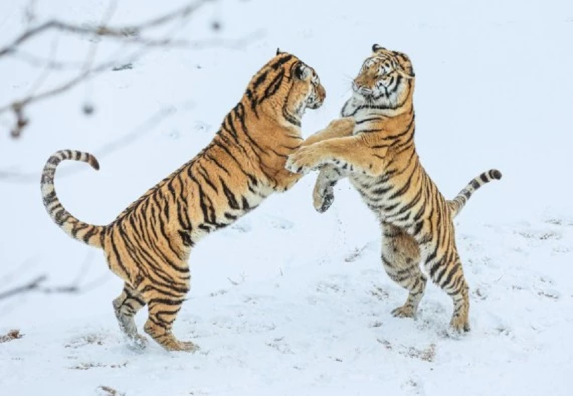 Chinas Amur tiger population at risk of inbreeding