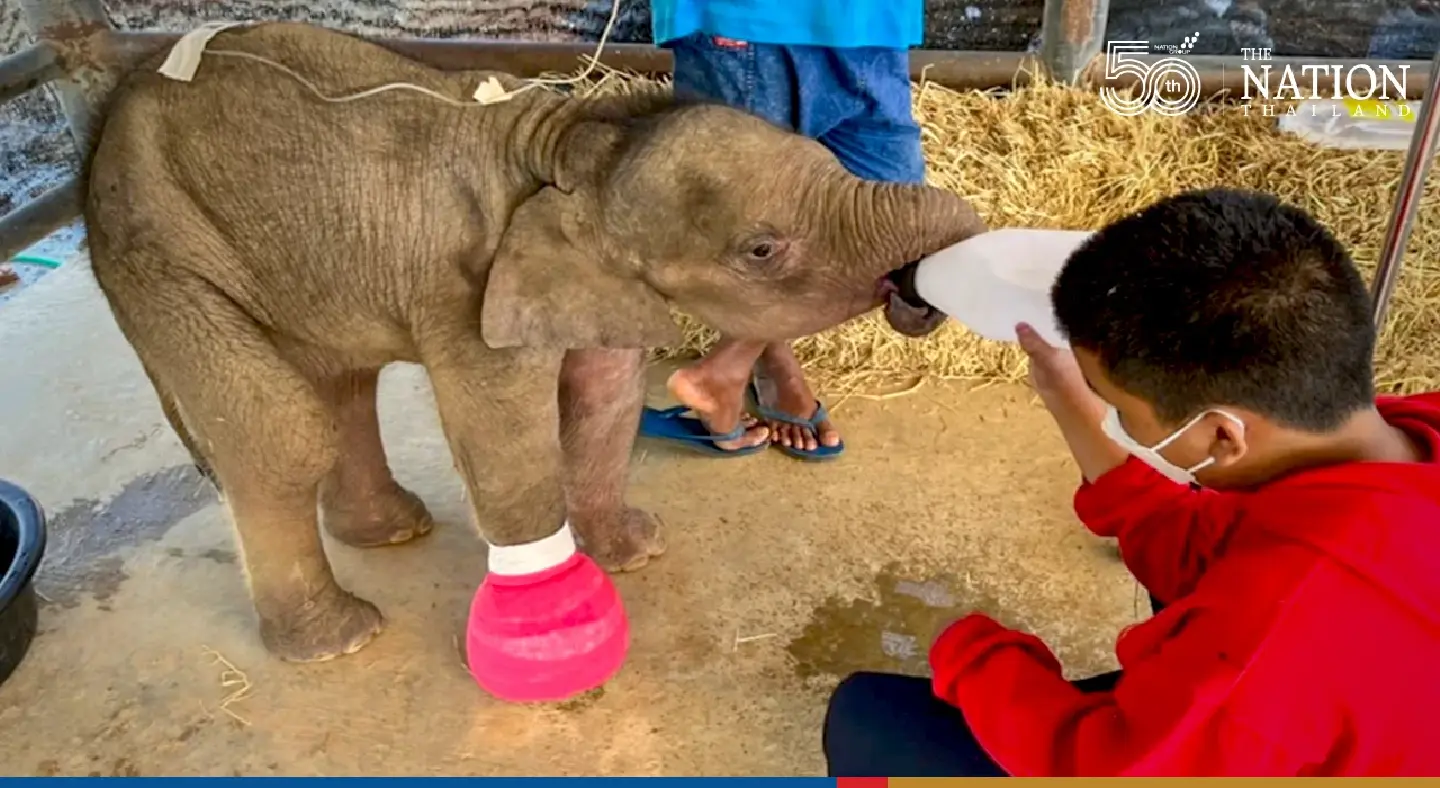 Badly injured baby elephant found in Chanthaburi responding well to treatment