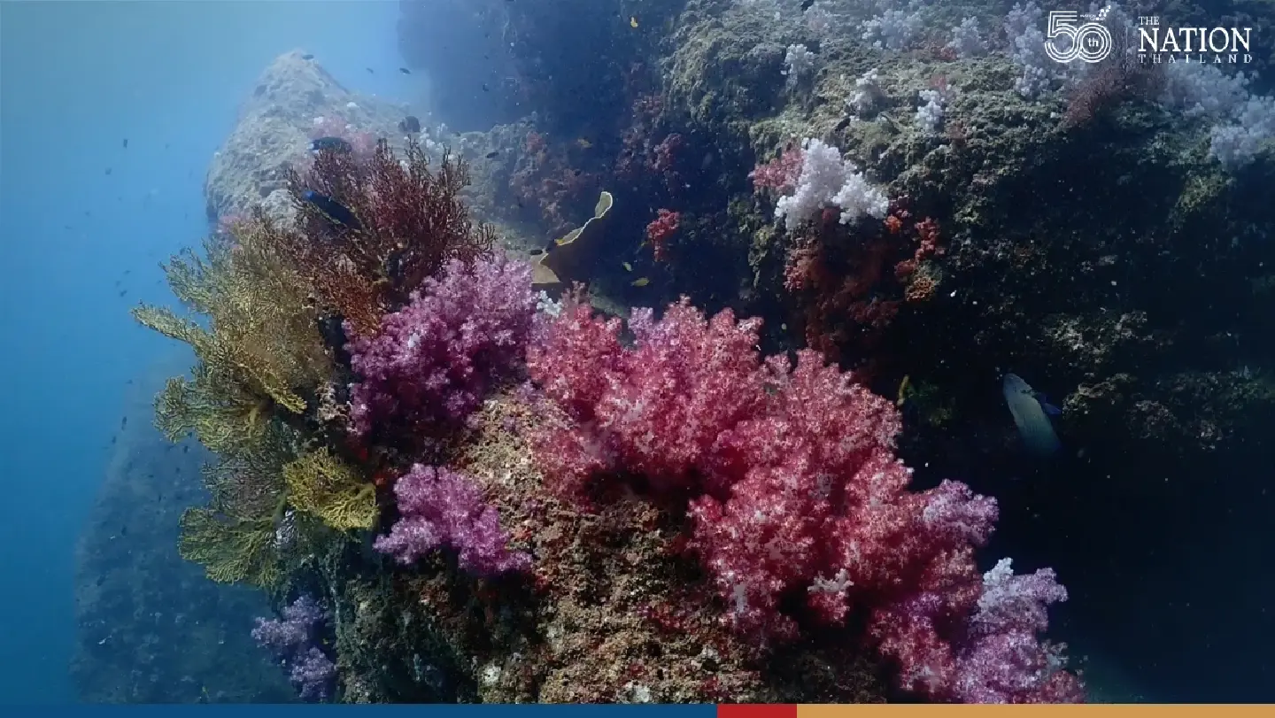 Trang offers divers an unrestricted view of its beautiful ‘artificial’ coral reef