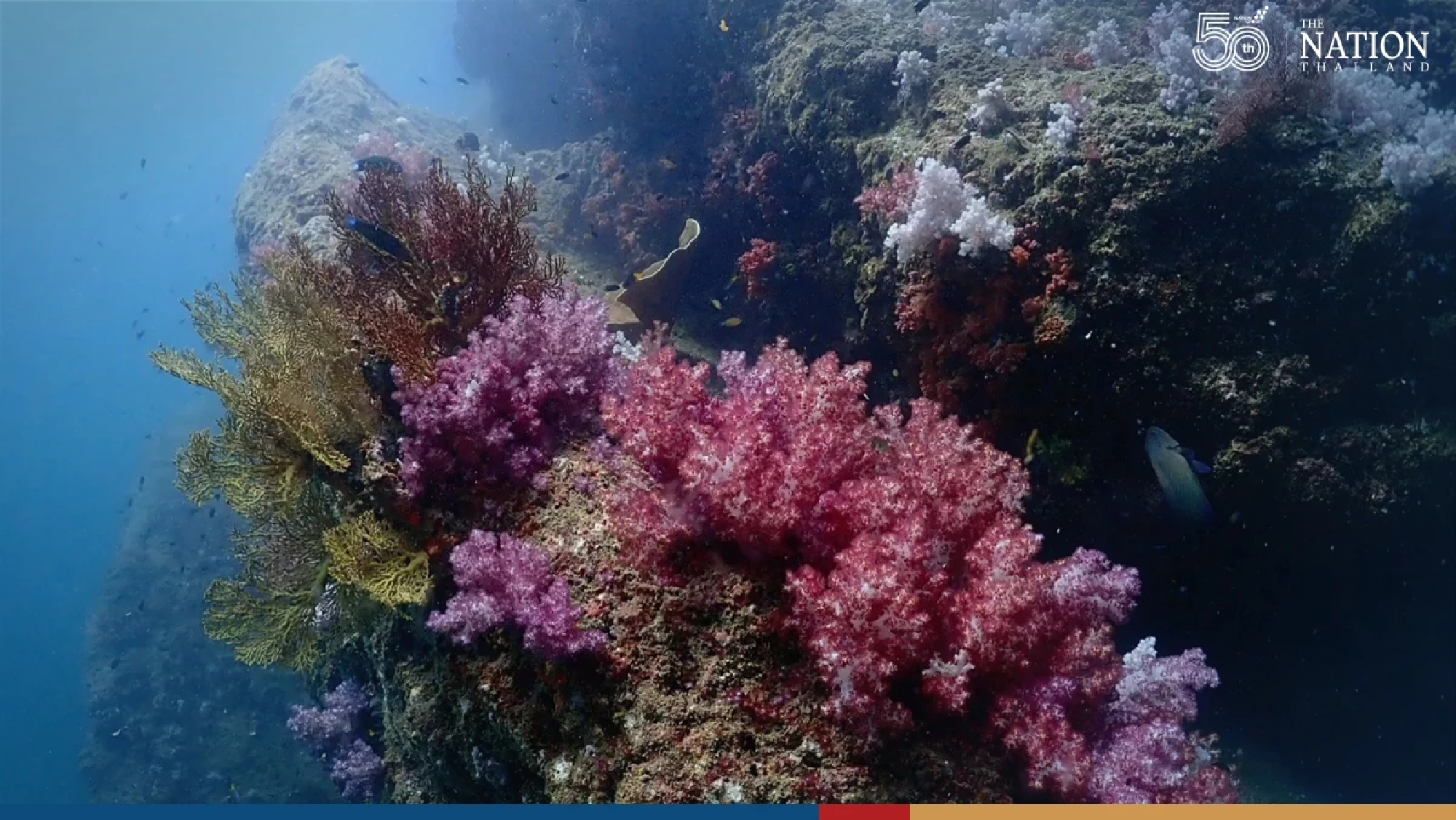 Trang offers divers an unrestricted view of its beautiful ‘artificial’ coral reef