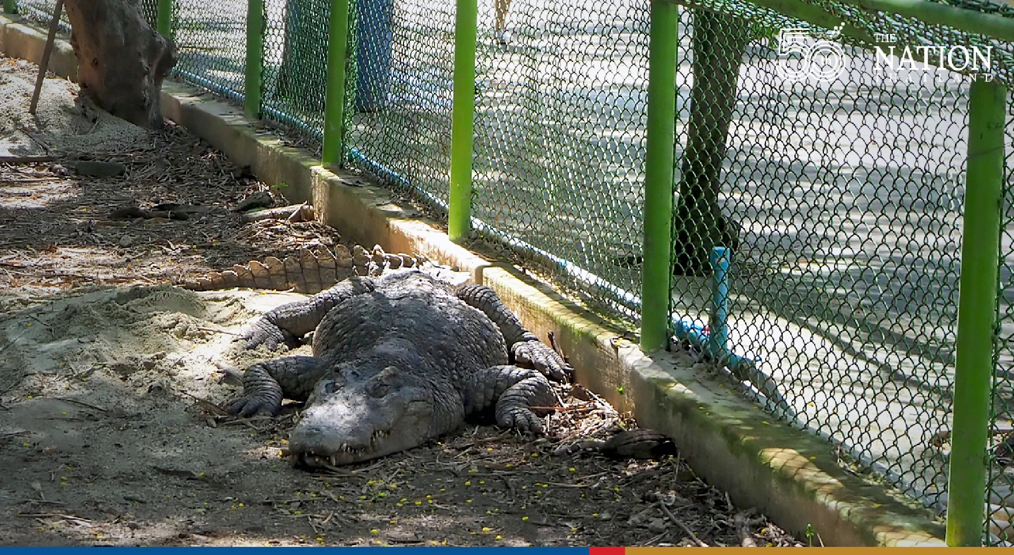 It’s okay to eat crocodile meat, just take these precautions