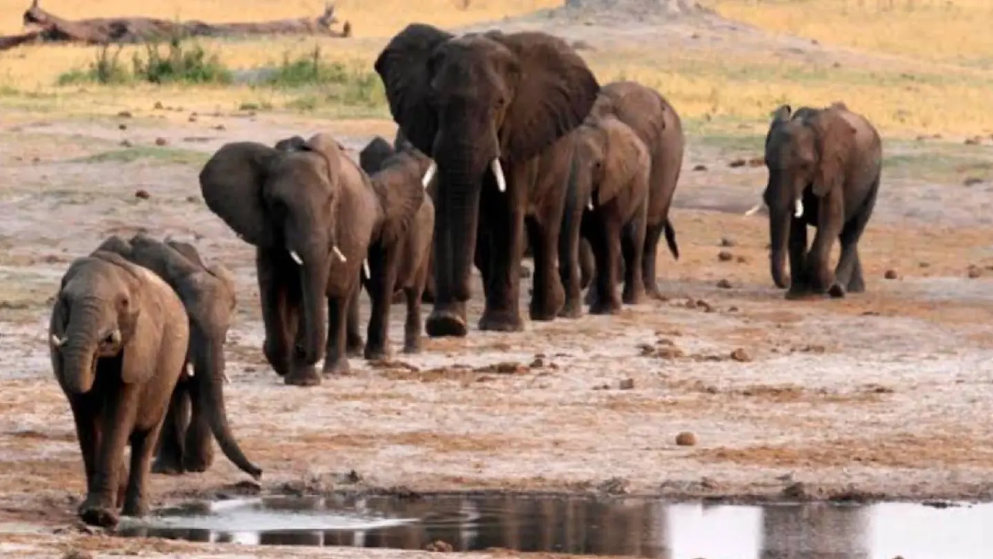 Forest officials in India use bio-repellents to ward off wild elephants Forest officials in India use bio-repellents to ward off wild elephants