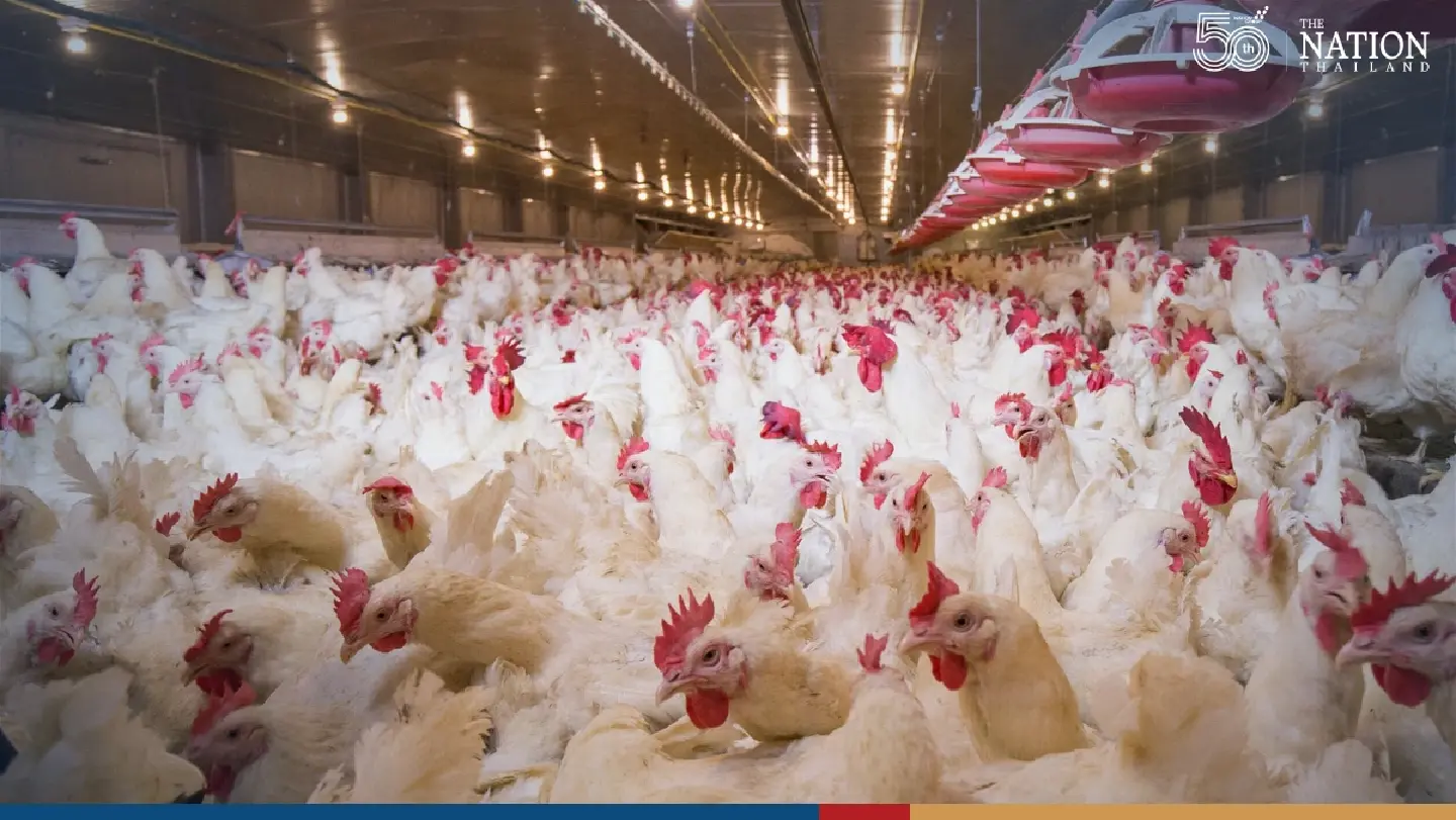 If pork too expensive, go for chicken, advises Thai broiler association chief If pork too expensive, go for chicken, advises Thai broiler association chief