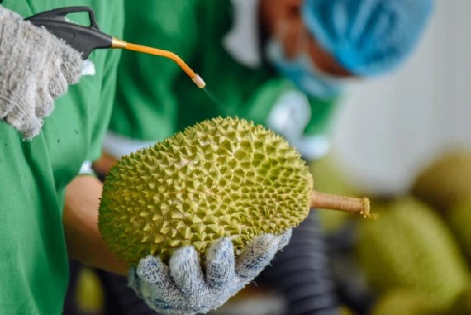 Malaysias durians, other agricultural exports to see boost under RCEP trade agreement