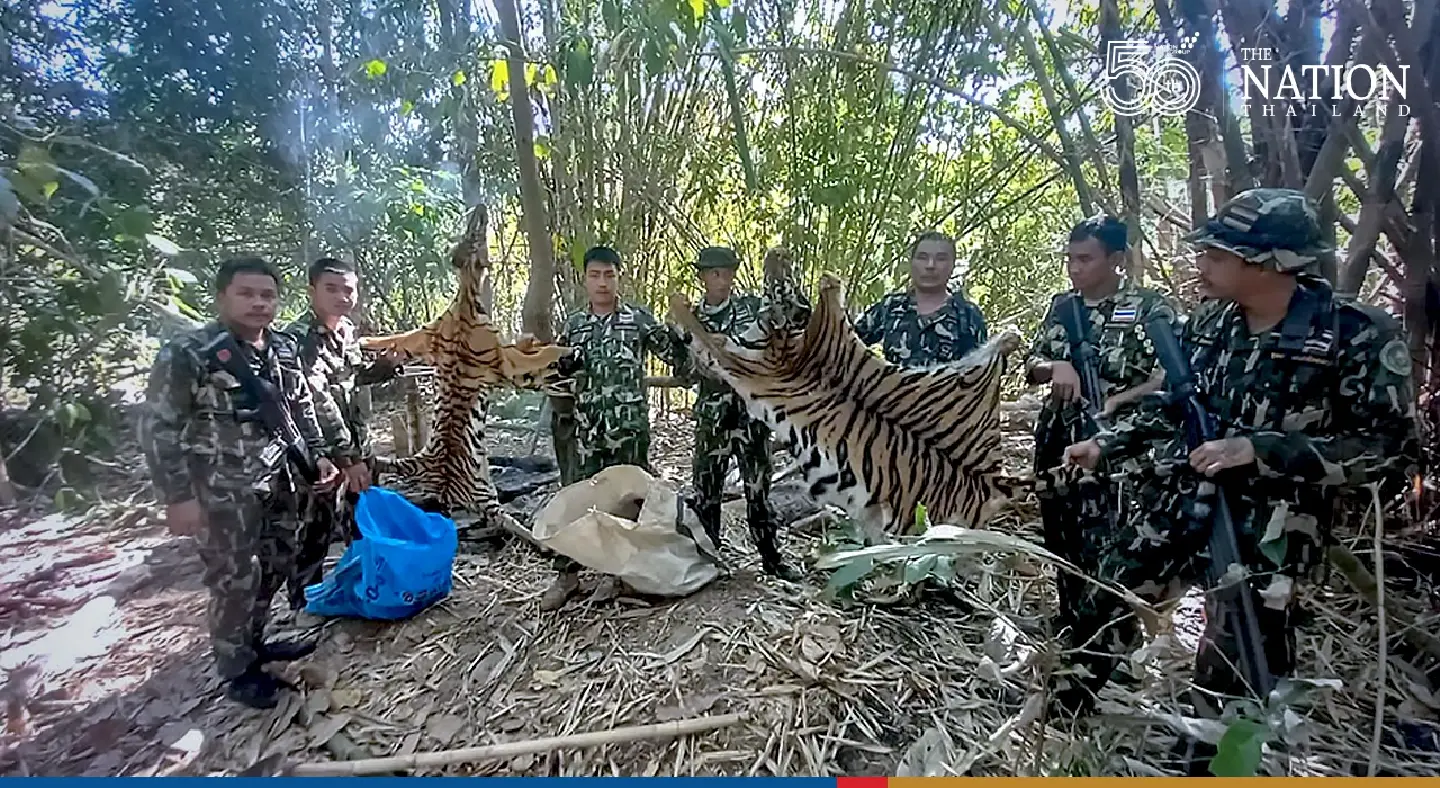 Two tiger corpses seized in Kanchanaburi national park, hunters on the run