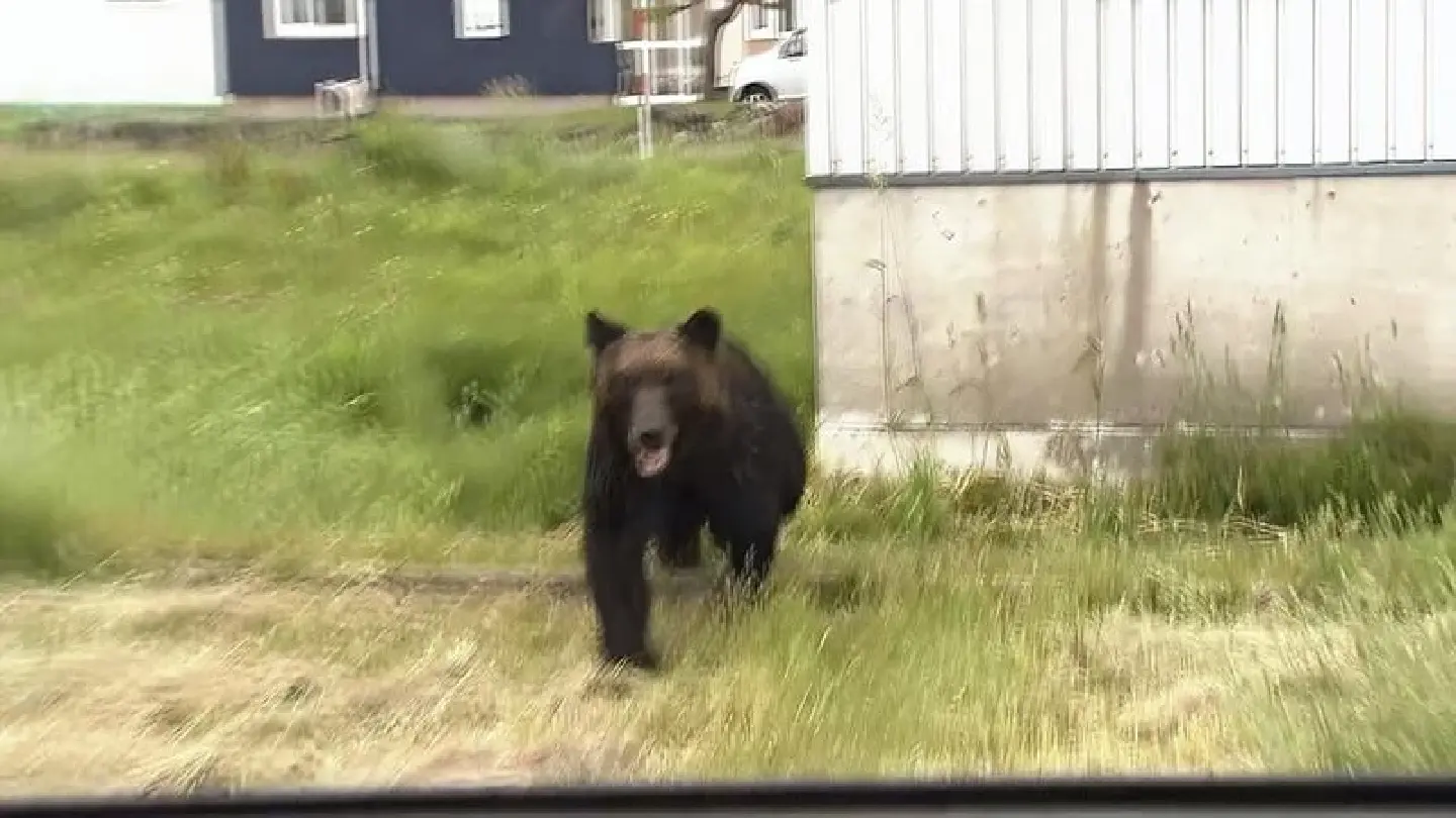 Brown bears causing serious problems in Hokkaido Brown bears causing serious problems in Hokkaido