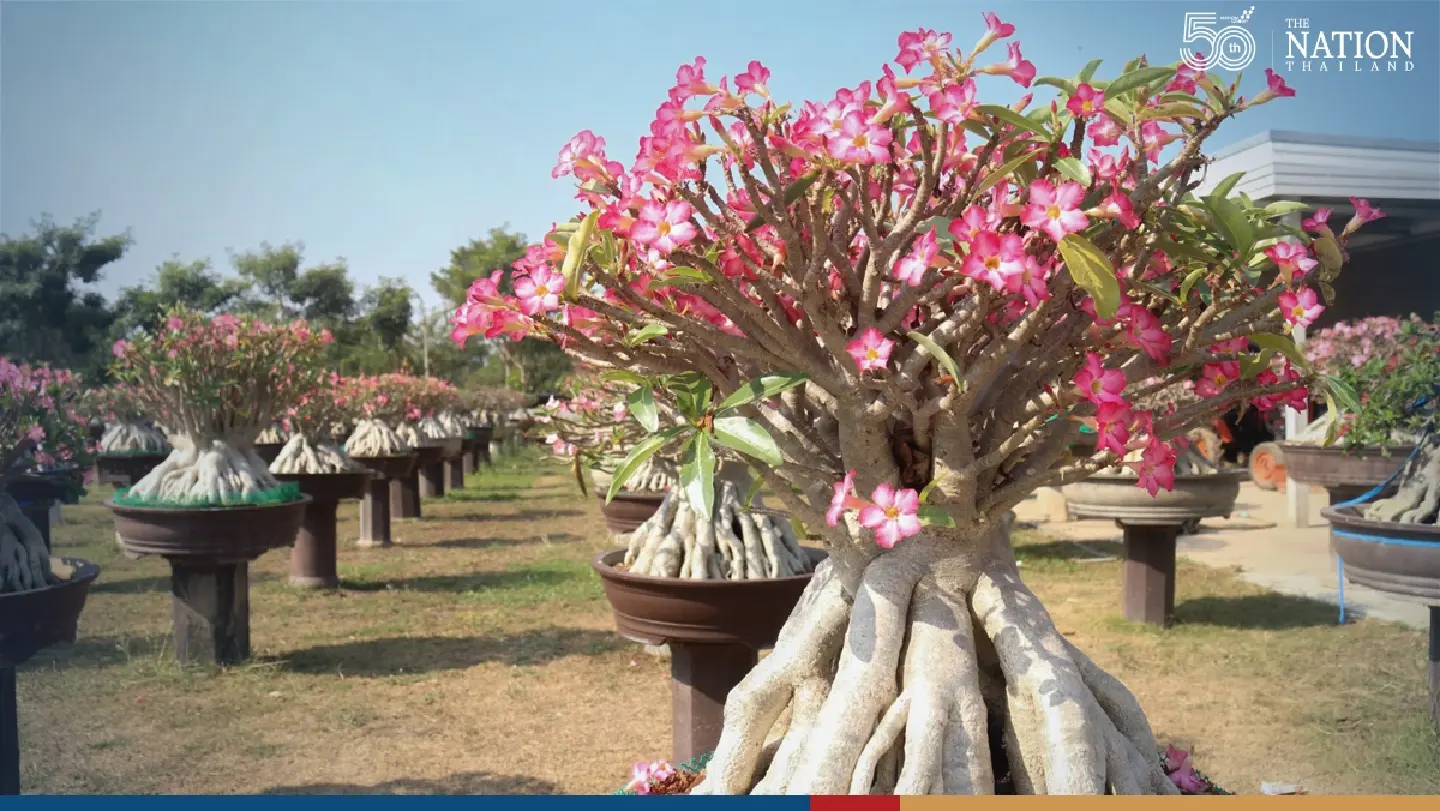 Phichit gardener showcases THB500,000 desert rose Phichit gardener showcases THB500,000 desert rose