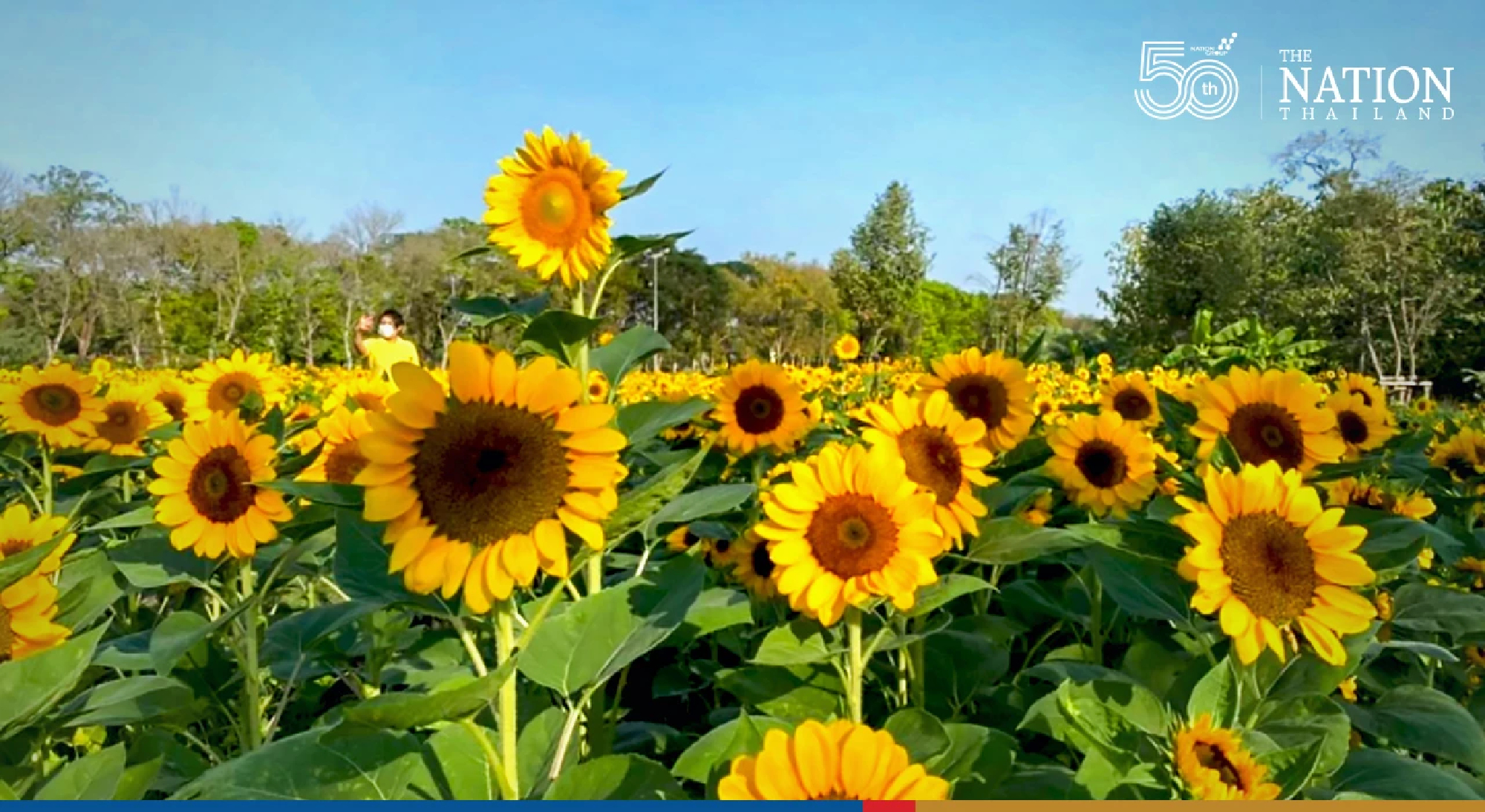 Bangkok showcases 30,000 sunflowers at Rod Fai Park