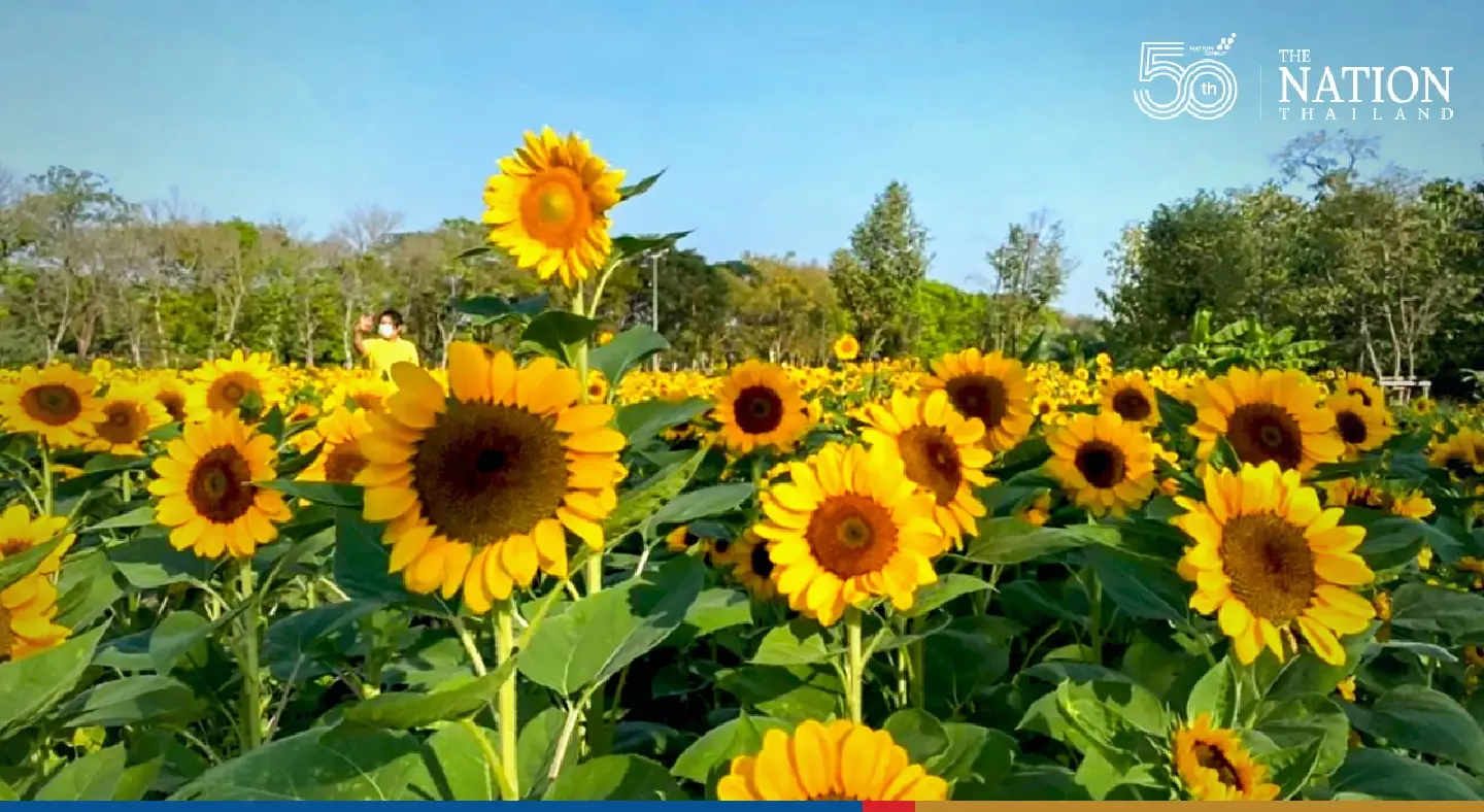 Bangkok showcases 30,000 sunflowers at Rod Fai Park