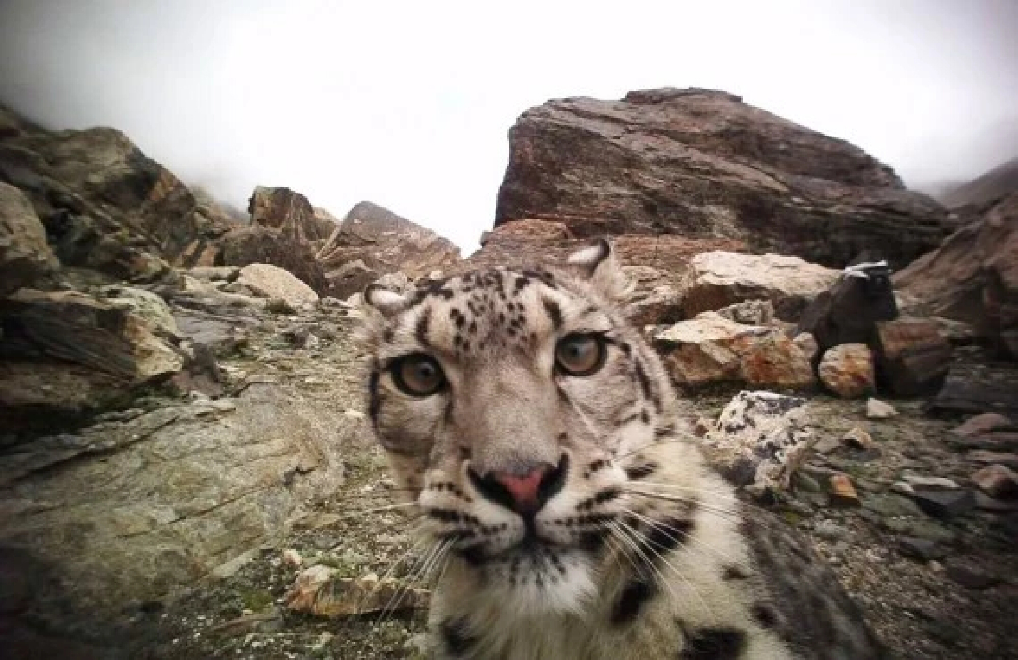 Snow leopard faring well after rescue, release into Chinas wild