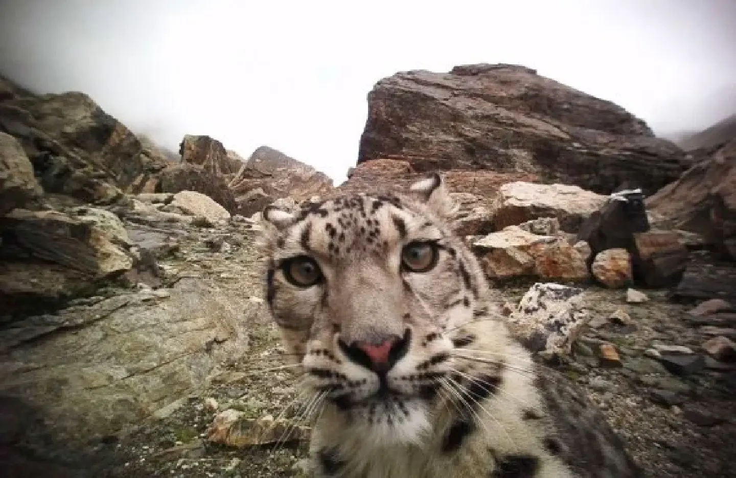 Snow leopard faring well after rescue, release into Chinas wild Snow leopard faring well after rescue, release into Chinas wild