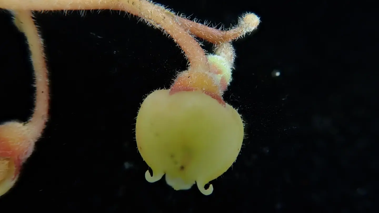 BRIN researchers discover seven new plant species BRIN researchers discover seven new plant species