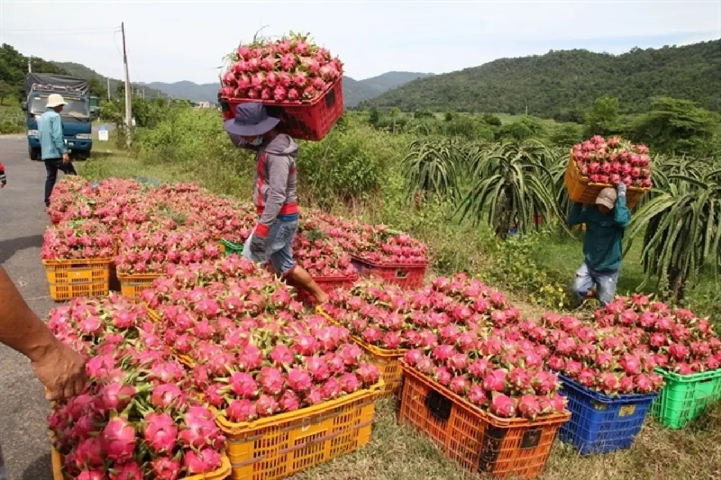 Vietnam to diversify dragon fruit markets Vietnam to diversify dragon fruit markets