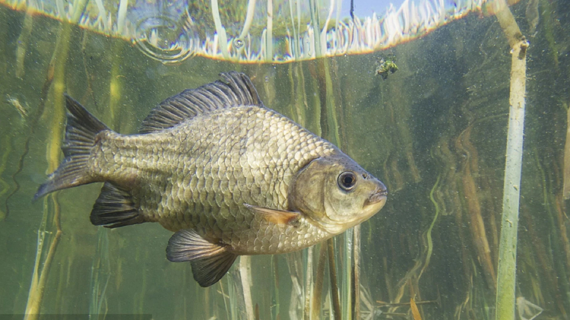 Researchers develop boneless carp variety
