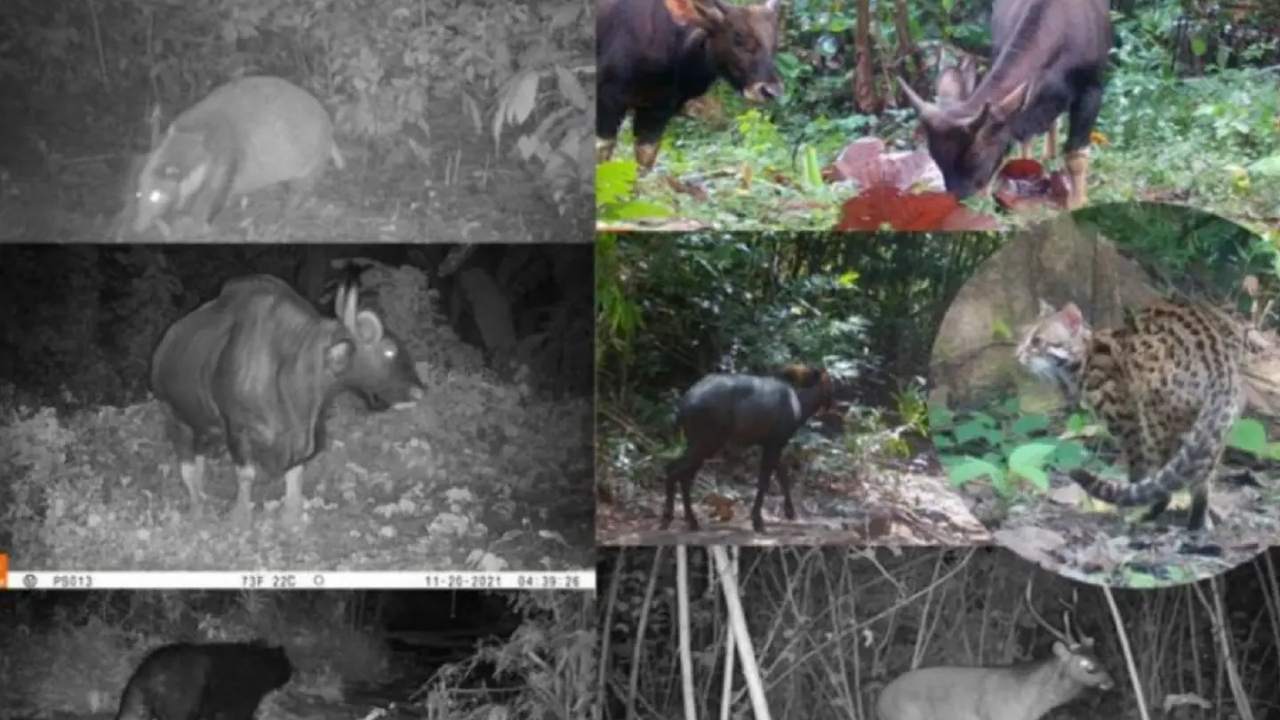 Ten rare animal species spotted in three provinces of Cambodia Ten rare animal species spotted in three provinces of Cambodia