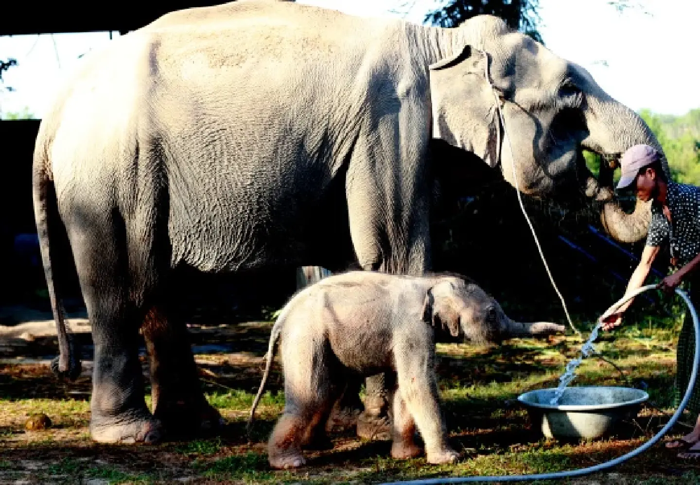 "Happy baby elephant" -- Glimpse of newborn elephant in Myanmar