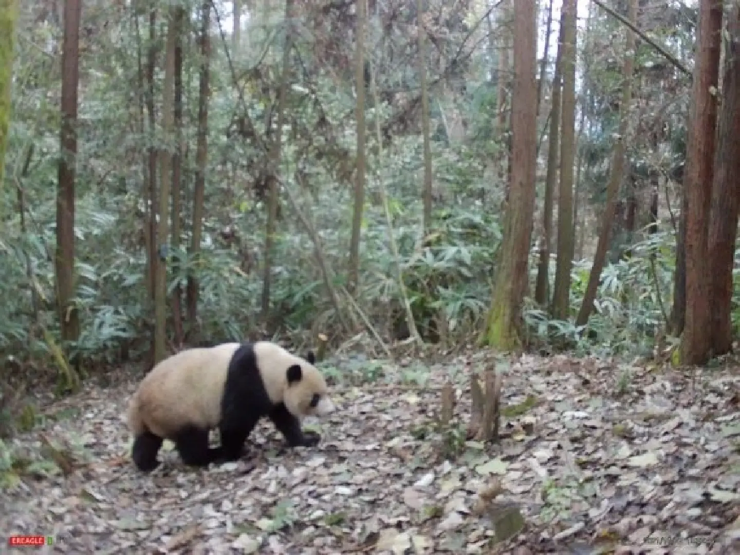 The giant panda released into wild captured by camera in Sichuan