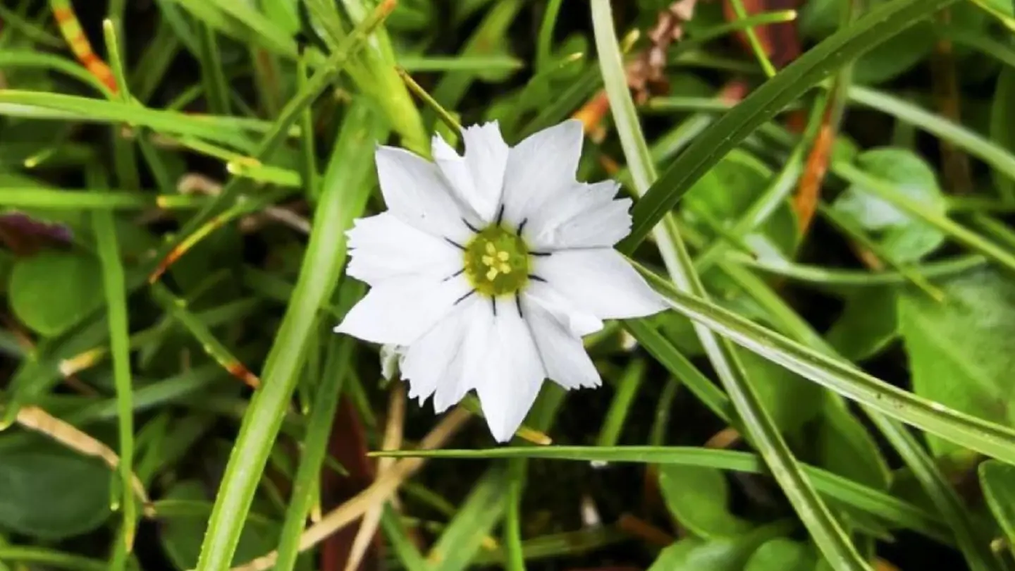 China’s scientists discover world’s ‘shiest’ flower China’s scientists discover world’s ‘shiest’ flower