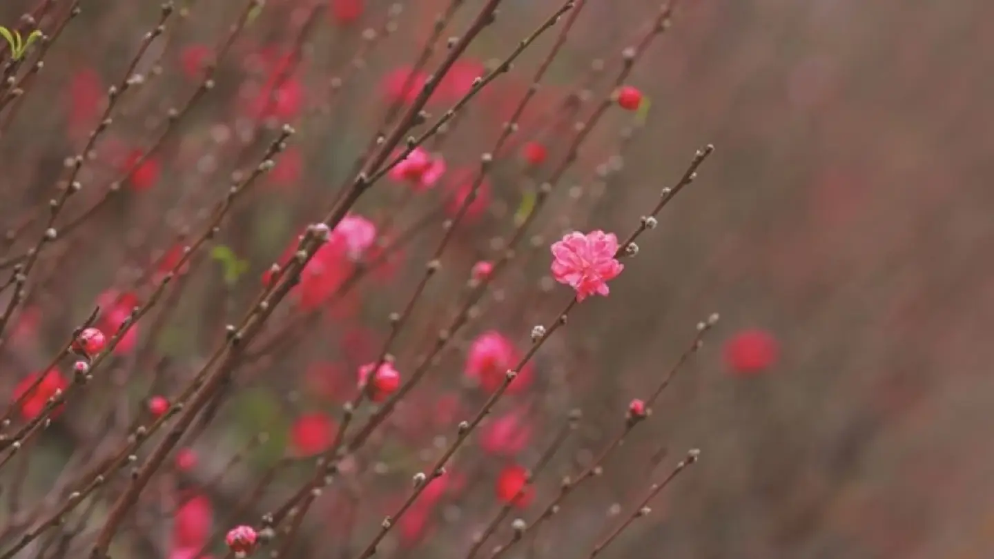 Nhat Tan peach village blooms ahead of Tet Nhat Tan peach village blooms ahead of Tet