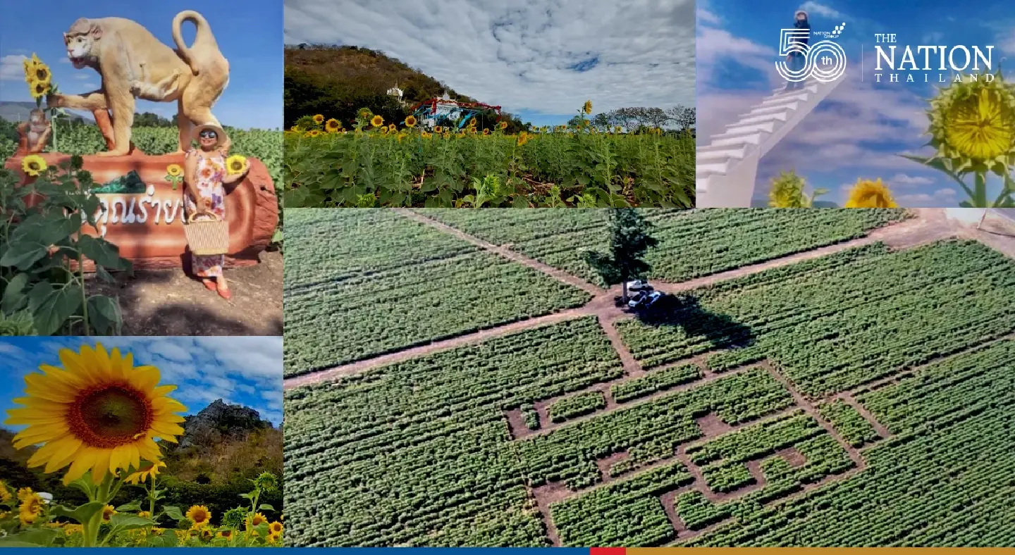 TAT turns Lopburi sunflower field into a maze TAT turns Lopburi sunflower field into a maze