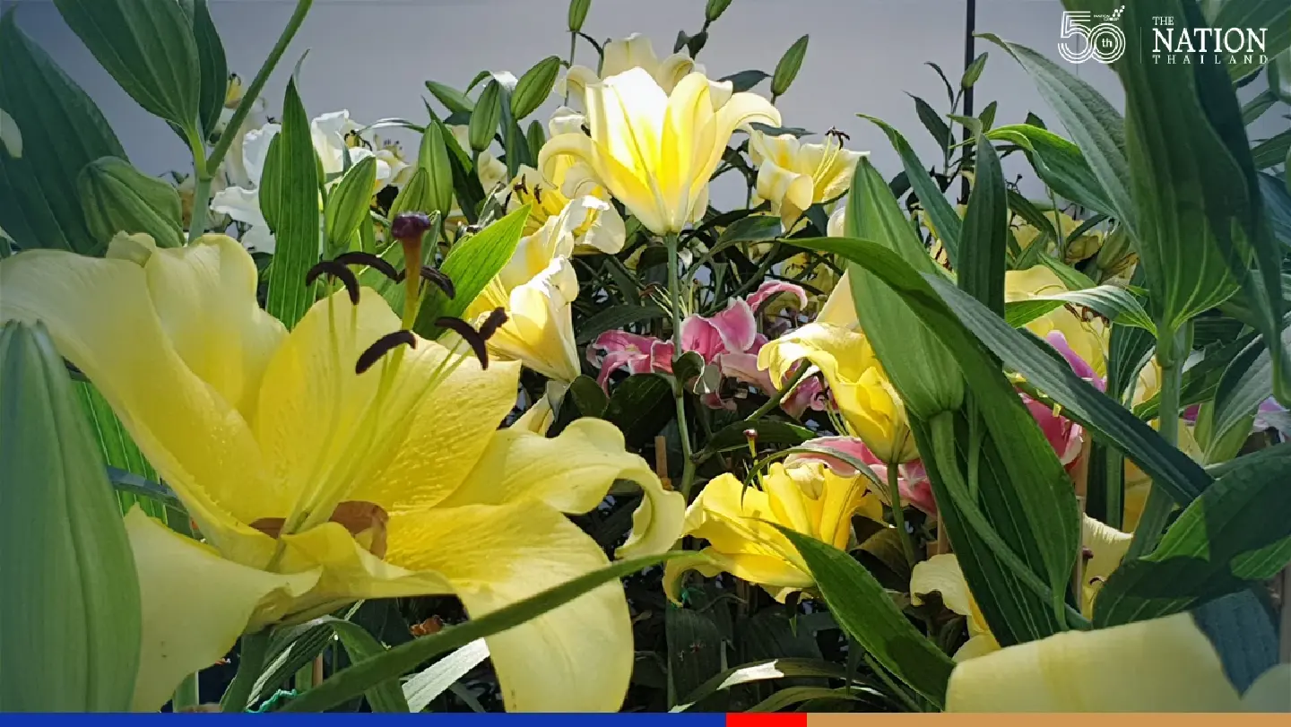 Chiang Mai flower festival to ignite ‘Bt1.5bn tourism boom’ after Covid gloom Chiang Mai flower festival to ignite ‘Bt1.5bn tourism boom’ after Covid gloom