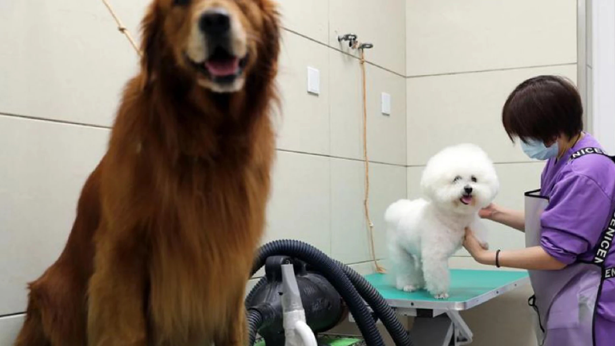 Calls for new Covid19 pet quarantine measures in Hong Kong