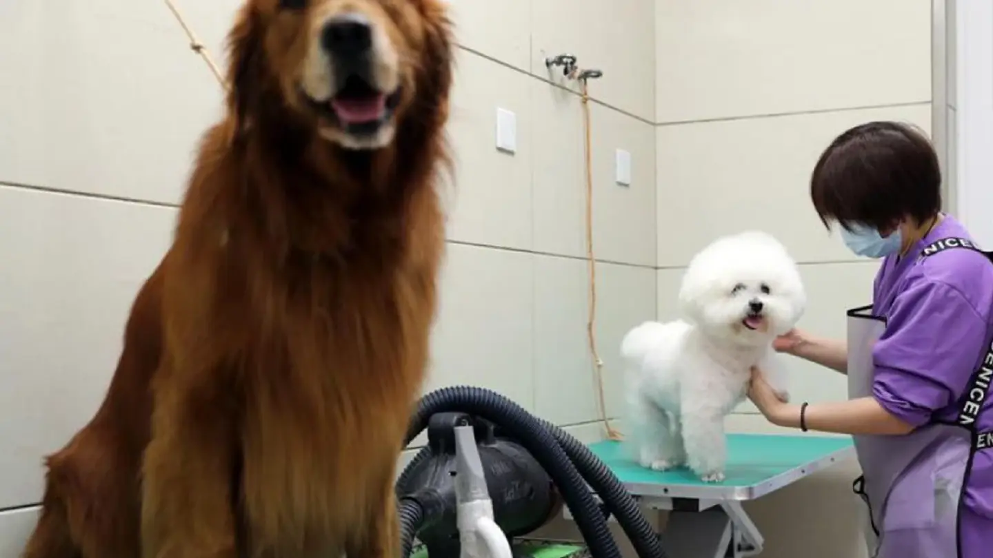 Calls for new Covid-19 pet quarantine measures in Hong Kong