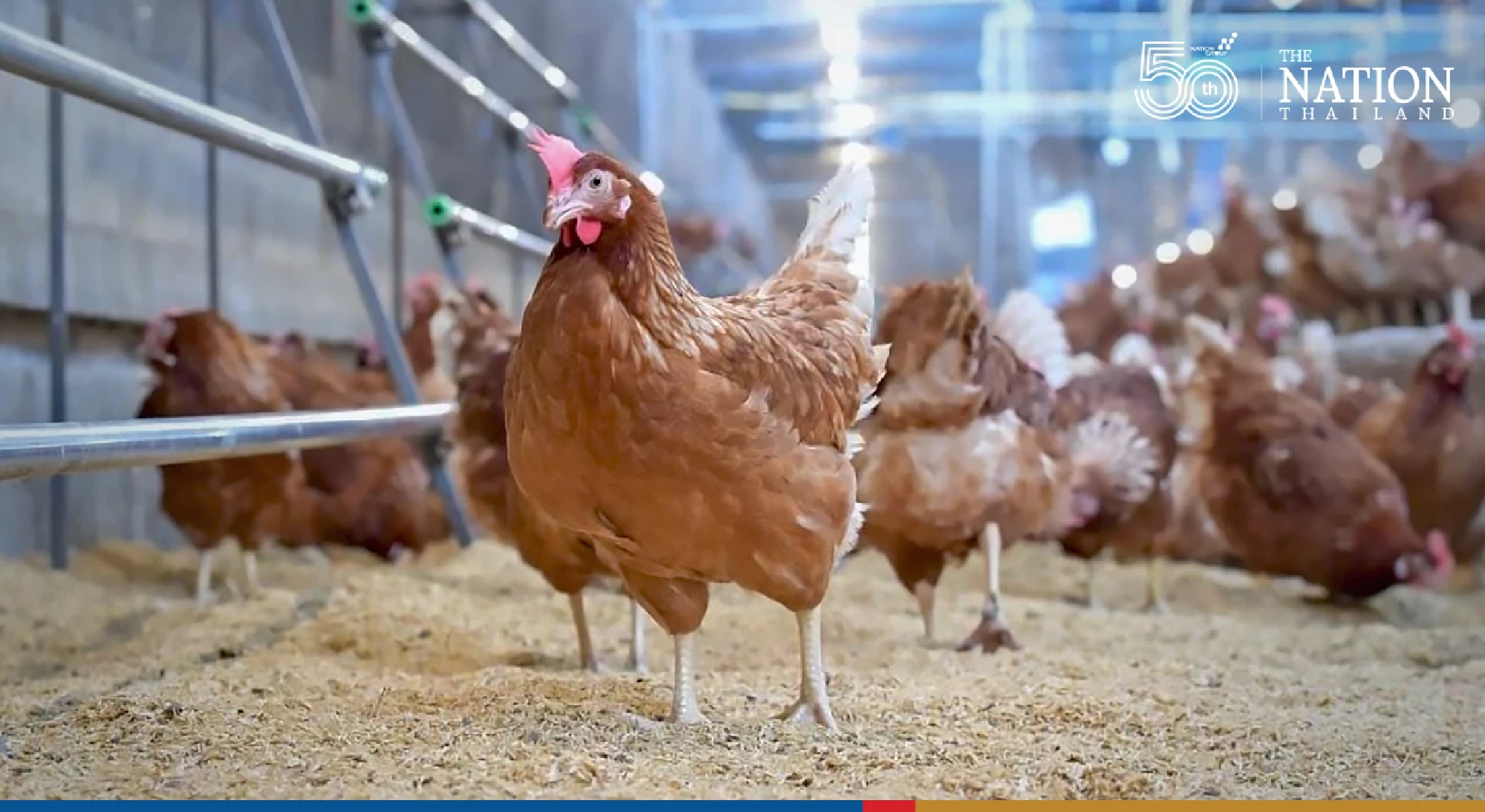 Chicken prices may not go through the roof if govt panel decision gets nod